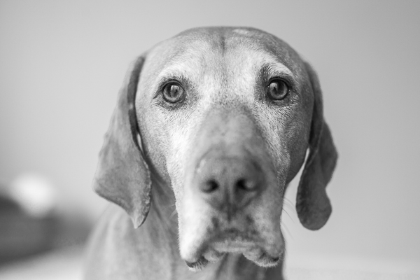 Little Windows Photography